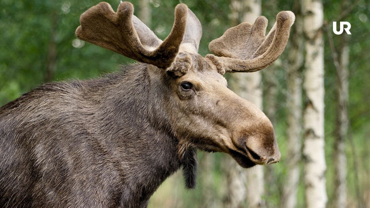 Allt finns på naturens meny - finska